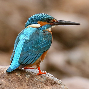 Common Kingfisher